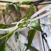 ネペンテスの花,ネペンテス,パネルヒーター,部屋の画像