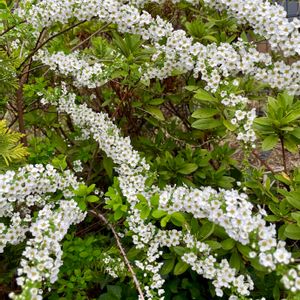 ユキヤナギ,白い花,落葉低木,植栽,バラ科の画像