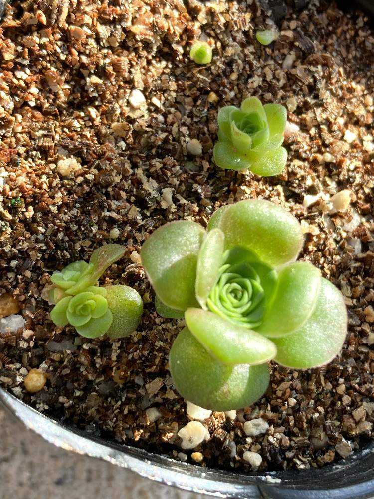 アガベ ユタエンシス エボリスピナ 'ベガス' 種子 50粒 Agave