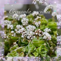 ソシアリス,雪の妖精,多肉植物,観葉植物,クラッスラ属の画像