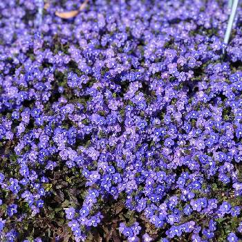 ベロニカオックスフォードブルー,備忘録,お気に入り♡,花壇,ブルーの花の画像