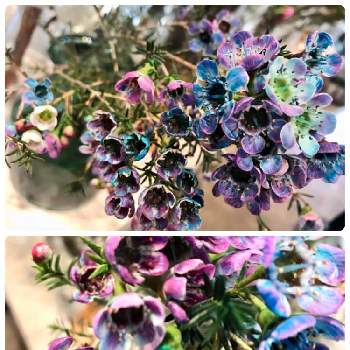 ワックスフラワー,ドライフラワー,カラフル,生花,綺麗なお花の画像