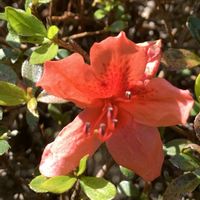 サツキ,春のお花,庭木,今日の我が家の花,ちっちゃいものクラブの画像