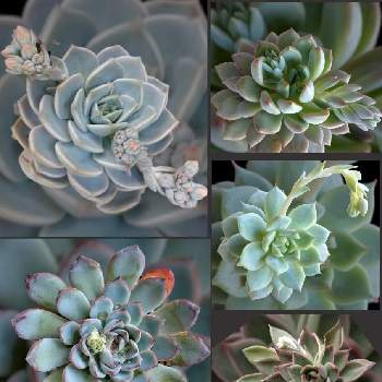 多肉植物の花芽,多肉植物,可愛い多肉,植物のある暮らし,放置多肉の画像