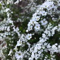 ユキヤナギ,花のある暮らし,今日のお花,お写ん歩,平和を願う☆の画像