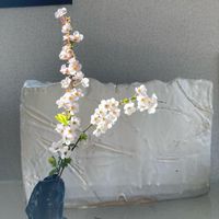 ユキヤナギ,1分生花,一輪挿し,庭に咲く花,GS映えの画像