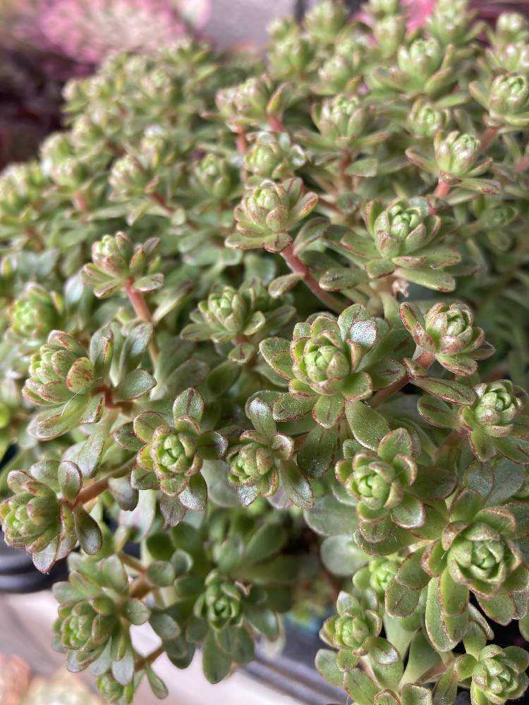 我が家のアエオニウムたち💕Part1｜🍀GreenSnap（グリーンスナップ）