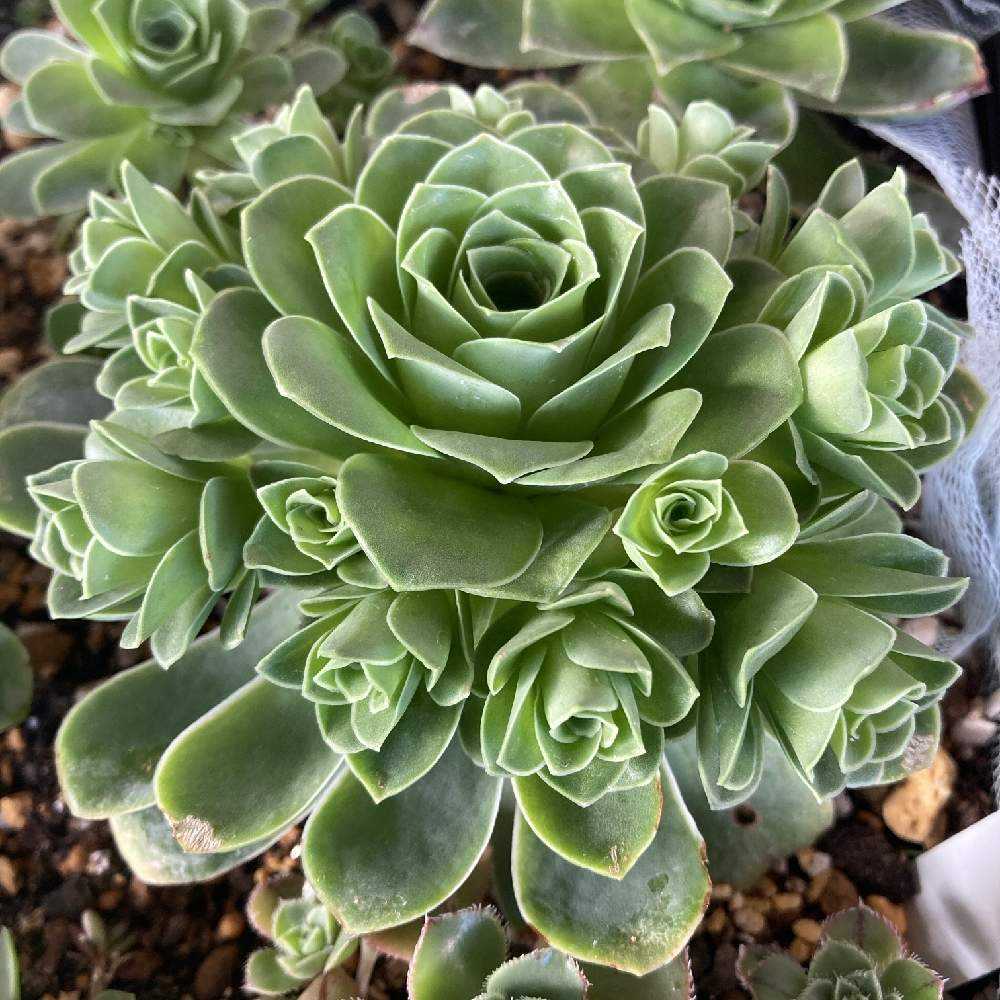 我が家のアエオニウムたち💕Part1｜🍀GreenSnap（グリーンスナップ）