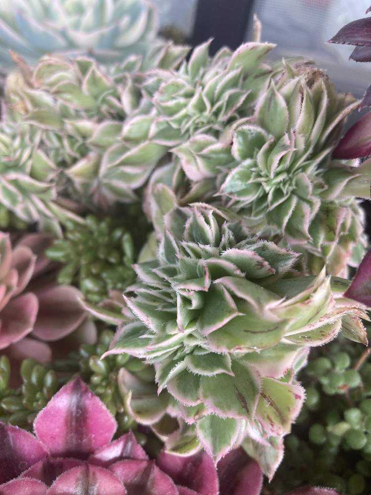 我が家のアエオニウムたち💕Part1｜🍀GreenSnap（グリーンスナップ）