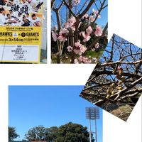 クスノキ,ヒカンザクラ,サクラ,ソメイヨシノ,蕾組の子の画像