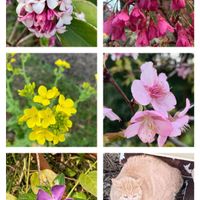 サクラ,ジンチョウゲ,ツルニチニチソウ,菜の花,寒緋桜の画像