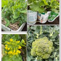 スナップエンドウ,ゴボウ,白菜の菜の花,ブロッコリー,家庭菜園の画像