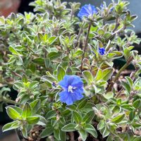 アメリカンブルー,バルコニーガーデニング,冬越し成功,青い花,おうち園芸の画像