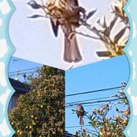 グレープフルーツの画像