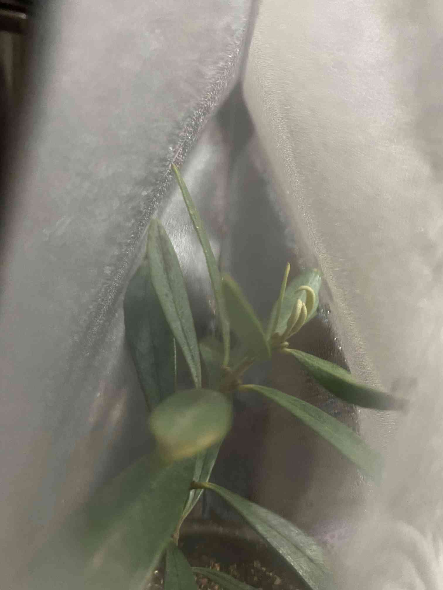 道で拾った訳ありオリーブの枝の育成記録（更新中）｜🍀GreenSnap