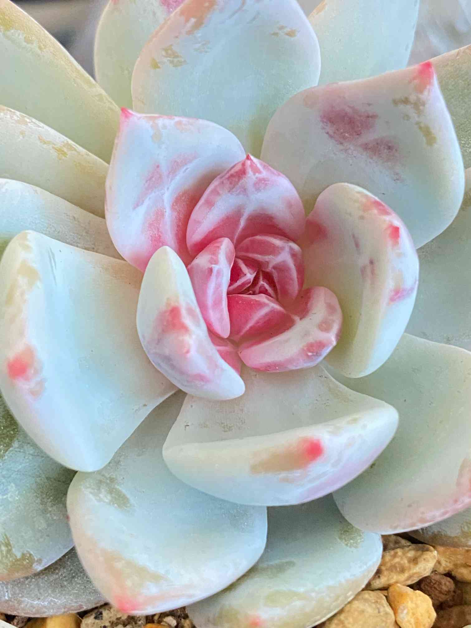 象牙スペシャルの一覧｜🍀GreenSnap（グリーンスナップ）