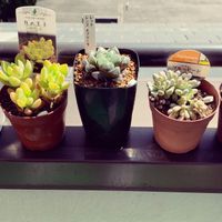 黒法師,黄麗,ブルービーン,レッドレンズオブツーサ,ピンクプリティの画像