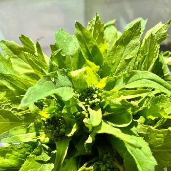 冬野菜,畑の画像