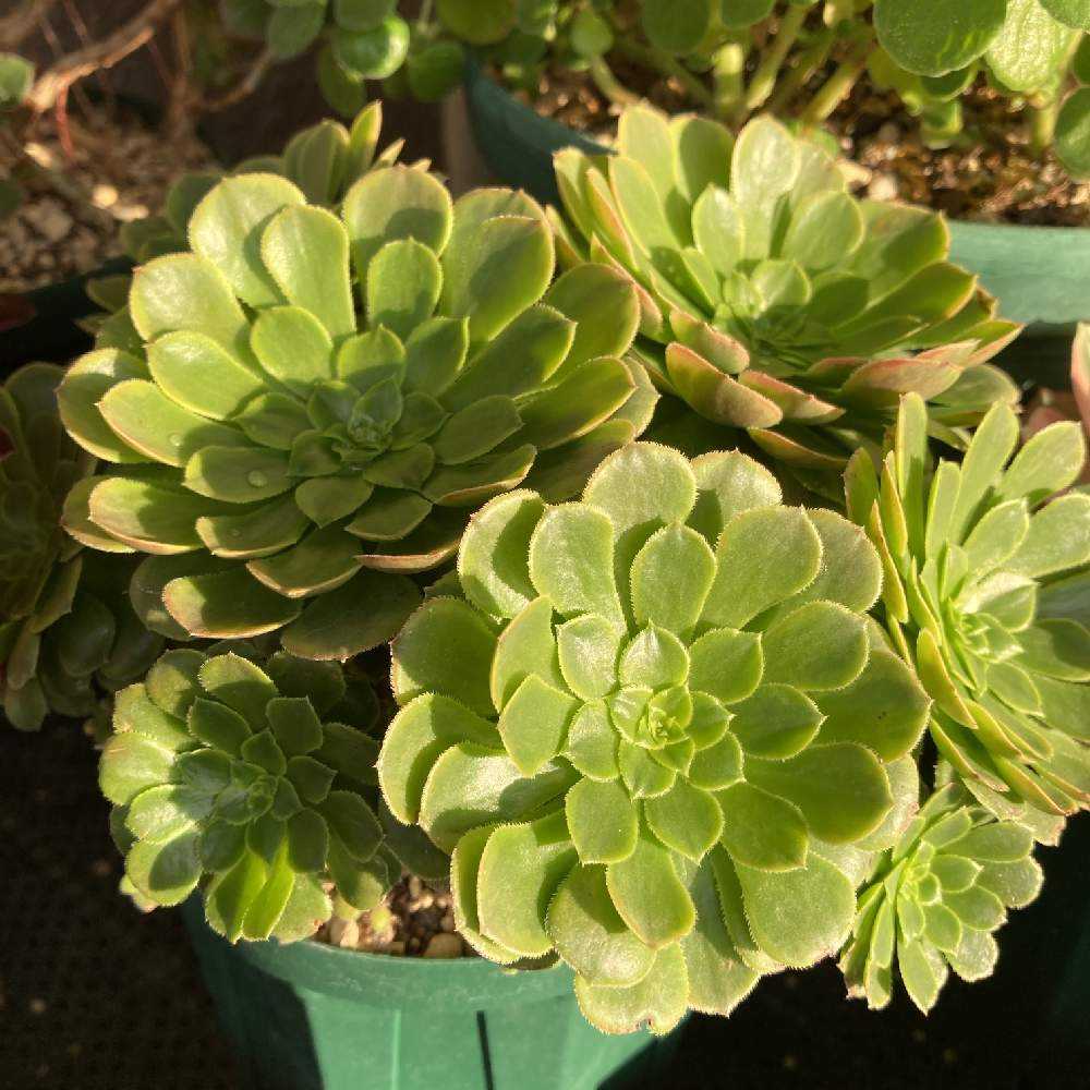多肉植物アエオニウム錦❤️ 皺葉仙墨  ❤️状態図❤️ 63#多肉植物アエオニウム錦❤️仙墨❤️12頭26cm拨き苗 アエオニウム