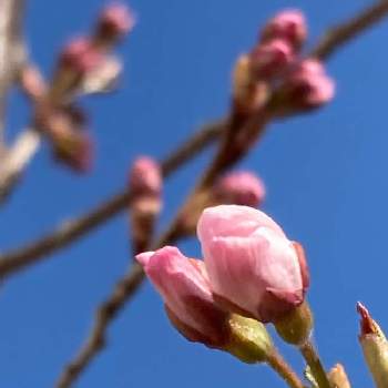 サンブリテニア,サンブリテニアスカーレット,挿し芽,夏の花,挿し芽に挑戦の画像