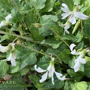 スミレ,八重山スミレ,温室,新宿御苑,山野草の画像