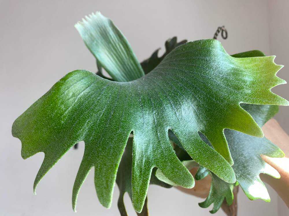 P. 'Nokogiri' spore 成長記録 2024.4.6｜🍀GreenSnap（グリーン