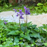 スミレ,スミレ,ベゴニア,ベゴニア,リュウキュウコスミレの画像