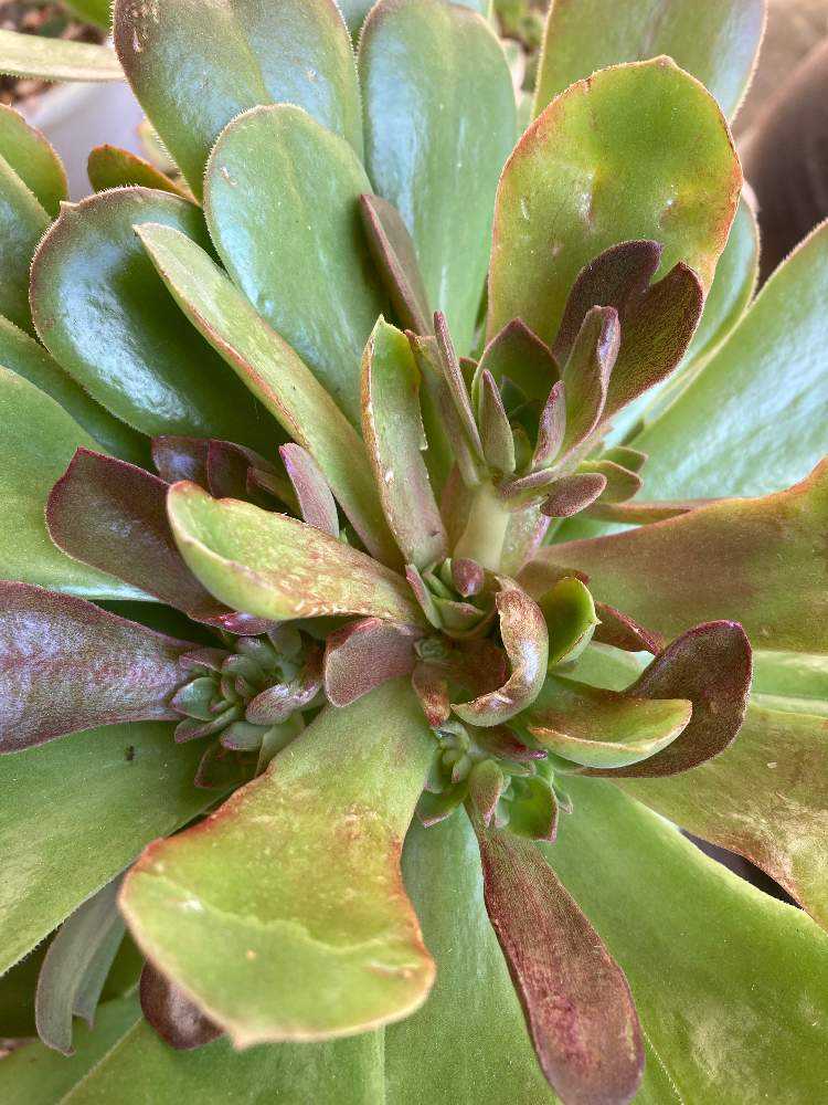 アエオニウム サラダボール成長記録｜🍀GreenSnap（グリーン