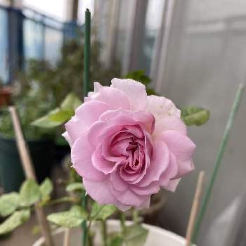 バラ,バラの挿し木2021,鉢の名前は「こなみ」,ピンク色のバラ,強風に負けるな！の画像
