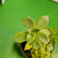 黄麗の画像