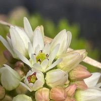 タンチヨウソウ(イワヤツデ),魅力的♡,自宅の広い庭,山野草,癒しの画像