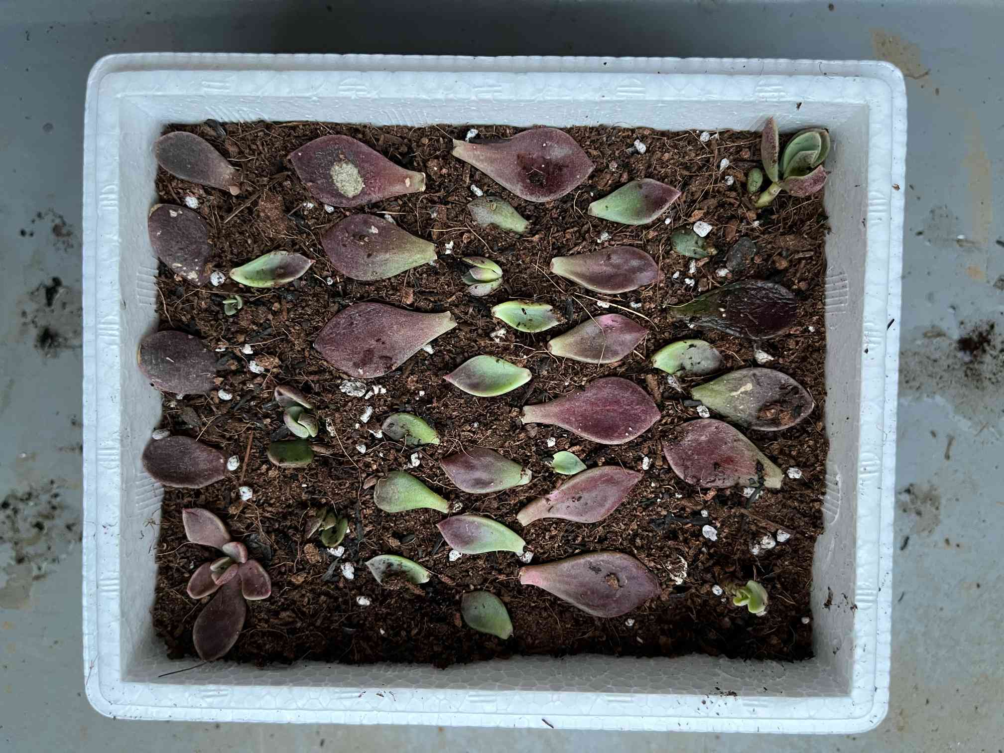 多肉植物】Natural Kitchen多肉 〜増殖中〜｜🍀GreenSnap（グリーン