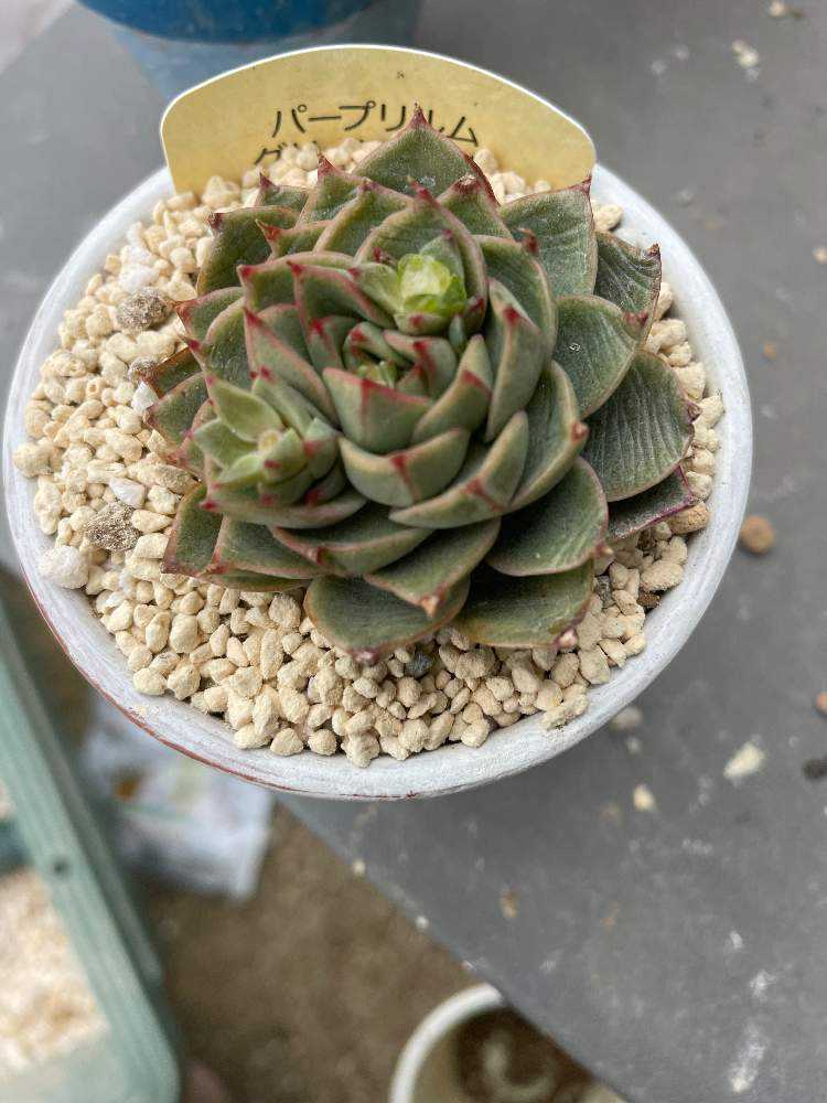 多肉植物　バイオリーナ　韓国苗　女美月