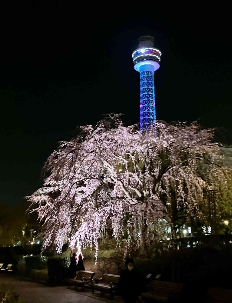 シラユキさんの山下公園への投稿