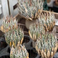 多肉植物,パキポディウム属,サボテン科,アスコセンダ☆,ばら バラ 薔薇の画像