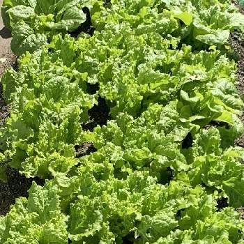 リーフレタス,菜園,家庭菜園,自家製野菜,農園の画像