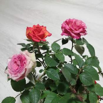 バラ・ミニバラ,ロザリアン,花のある暮らしの画像