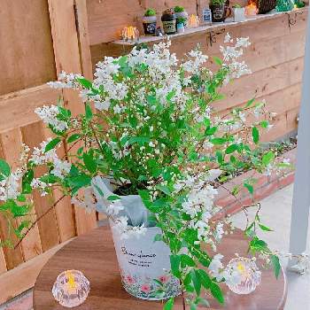 多肉植物,100均雑貨,ダイソー雑貨,植物のある暮らし,ダイソーの画像