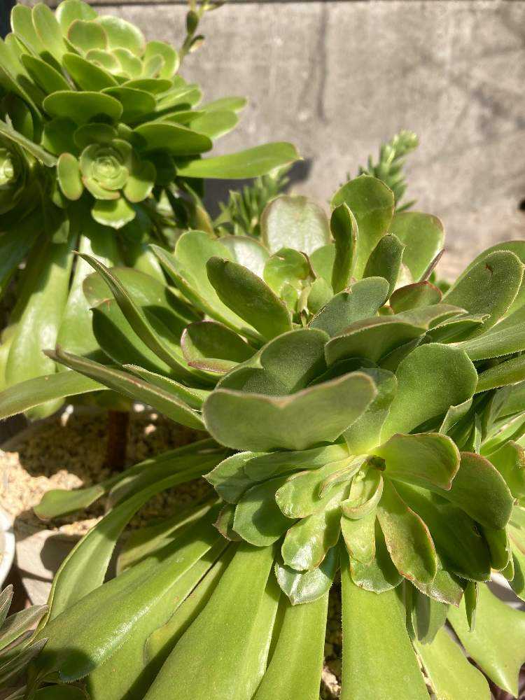 アエオニウム サラダボール成長記録｜🍀GreenSnap（グリーンスナップ）