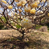 ミツマタ,こんな時こそ花を,医療現場の人々に感謝,平成の思い出(^^),ミツマタ   (^^)の画像