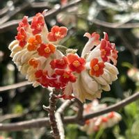 ミツマタ,アカバナミツマタ,神代植物公園,今日のお花,お出かけ先の画像