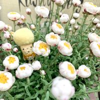 可愛いな♡,癒し,朝パト,雑貨好き,花言葉の画像