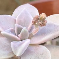朧月(おぼろづき),朧月,花芽,多肉植物,グラプトぺダルム属の画像