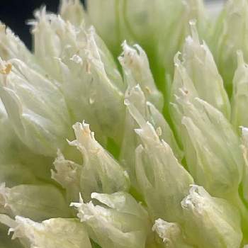 ネギ,野菜の花,ガーデニング,花壇,自家製野菜の画像