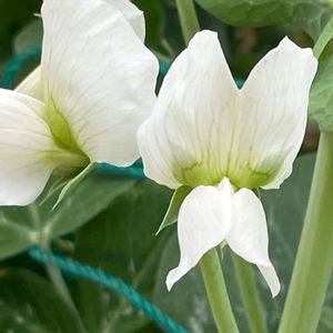 エンドウ,花壇,ガーデニング,マメ科,野菜の花の画像