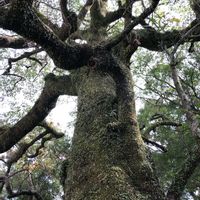 オガタマノキ,お出かけ先の画像
