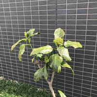 カクレミノの画像