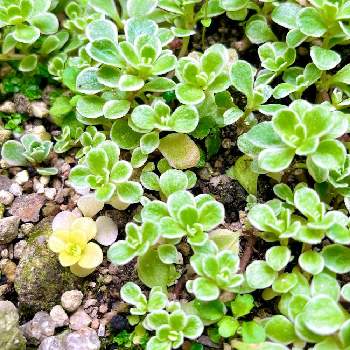 斑入り丸葉万年草,セダム属, 丸葉万年草, 覆輪丸葉万年草,春の庭の画像