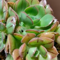 マスカエンセ,多肉植物,多肉大好き,アエオニウム,多肉のある暮らしの画像