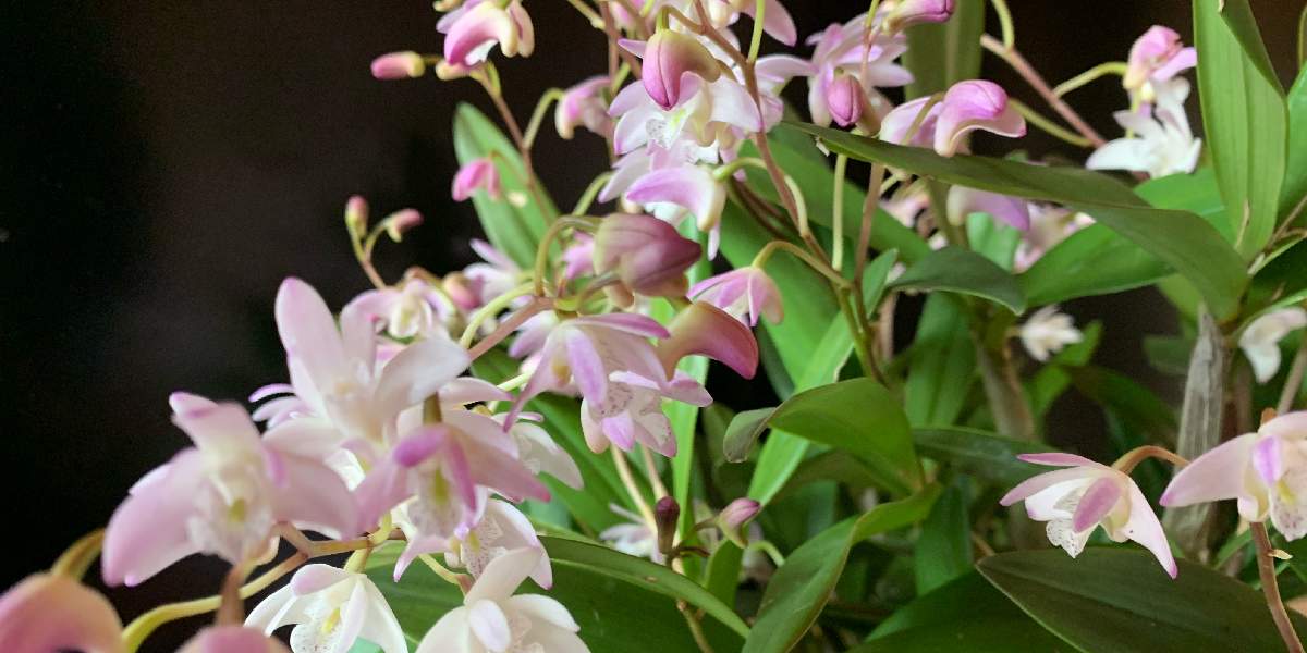 河野礼子のアルバム｜🍀GreenSnap（グリーンスナップ）